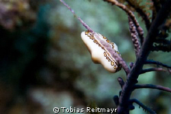 Flamingo tongue with retracted mantle tissue, Spotted Bay... by Tobias Reitmayr 
